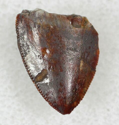 Serrated Phytosaur (Redondasaurus) Tooth - Arizona #27646